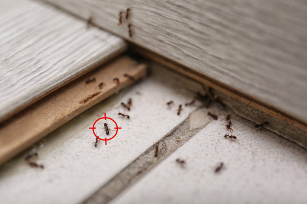 Reliable Trinidad, CO Pest Control Solutions