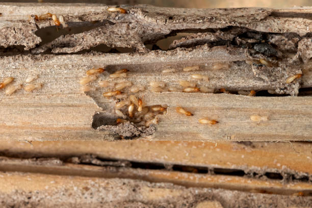 Best Pest Prevention Services  in Trinidad, CO